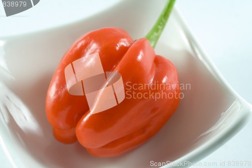 Image of Habanero chillie on a white plate