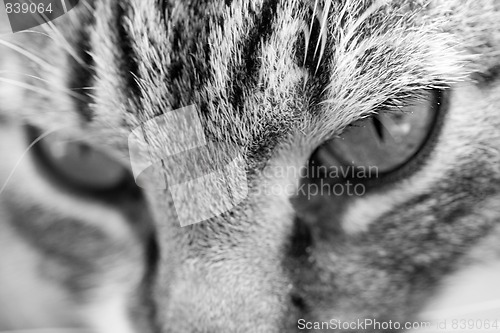 Image of cat portrait bw