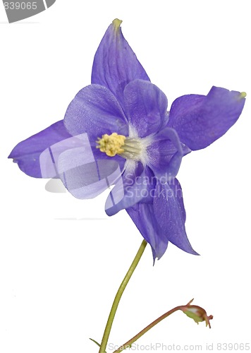 Image of columbine