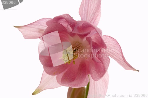 Image of columbine