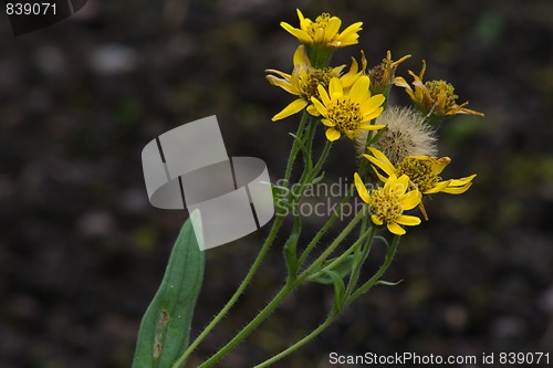 Image of arnica