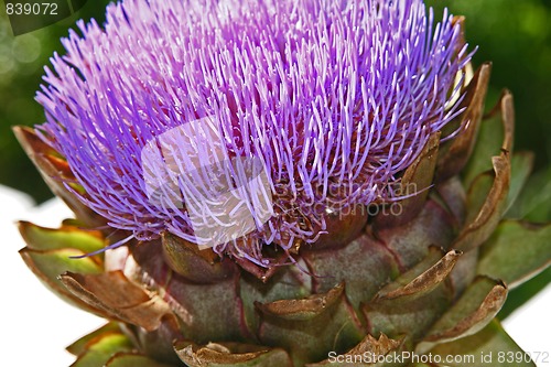 Image of artichoke