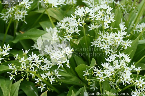 Image of bear´s garlic