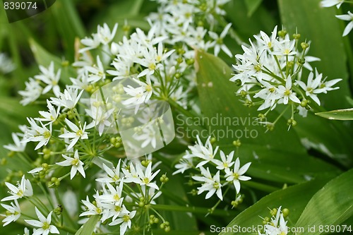 Image of bear´s garlic