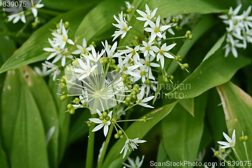 Image of bear´s garlic