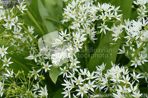 Image of bear´s garlic