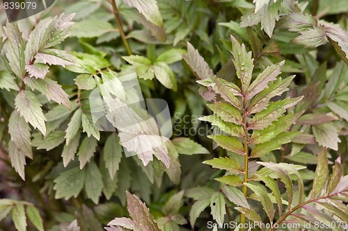 Image of valerian