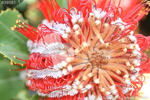 Image of banksia blossom