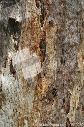 Image of eucalyptus bark