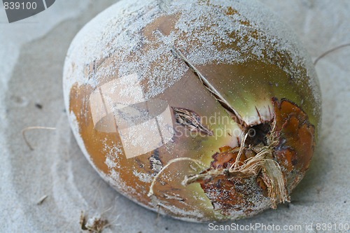 Image of coconut