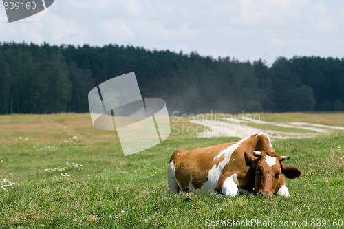 Image of Cow on the pasture