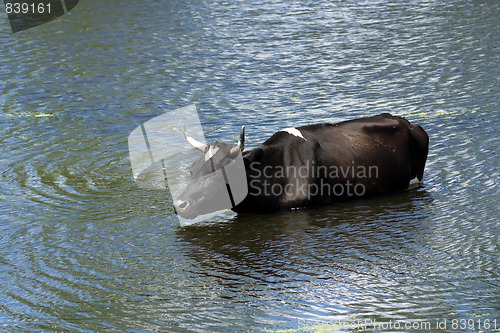 Image of Bull in a pond