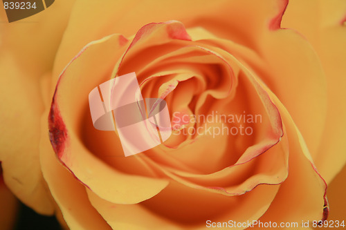 Image of rose background