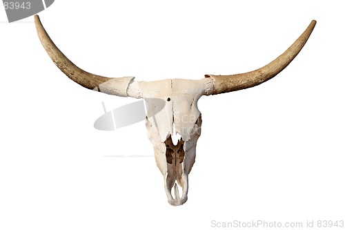 Image of skull isolated