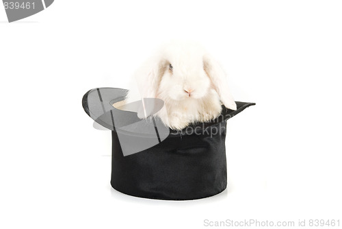 Image of rabbit at black hat