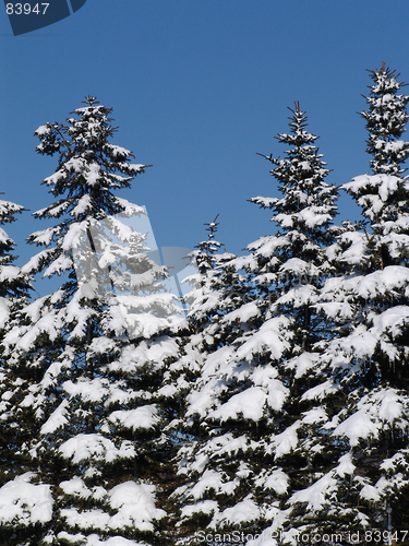 Image of winter fir trees