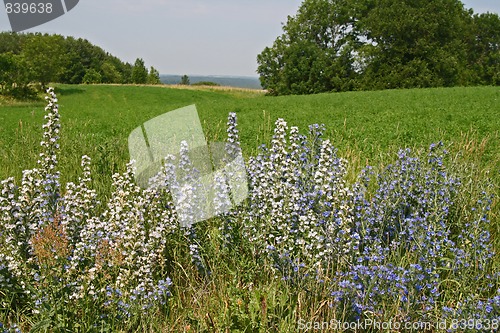 Image of estonian summer