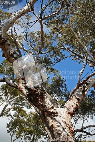 Image of eucalyptus tree