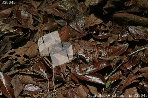 Image of forest ground