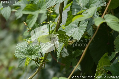 Image of Hops