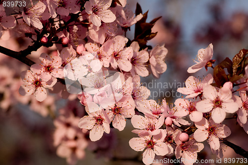 Image of Flowers marking the arrival of the spring season