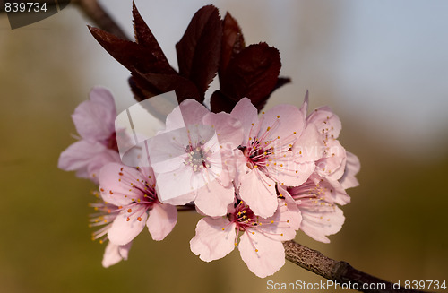 Image of Flowers marking the arrival of the spring season