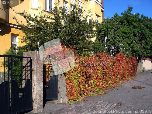 Image of Fence from red leaves