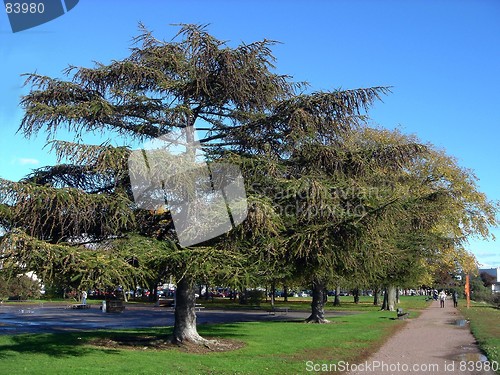 Image of City old larches