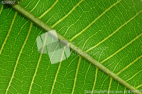 Image of Leaf