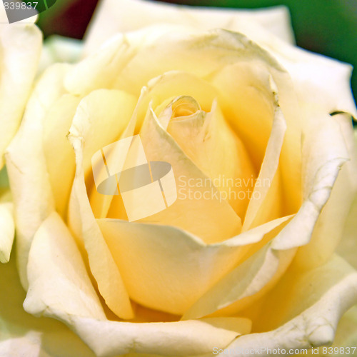 Image of Beautiful yellow roses