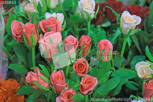 Image of the beauty flowers