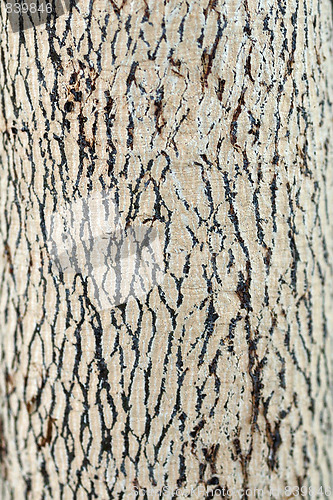 Image of Bark