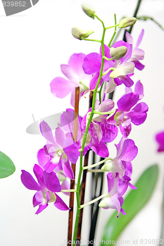 Image of the beauty flowers