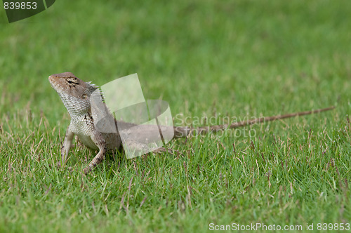 Image of Garden Lizard