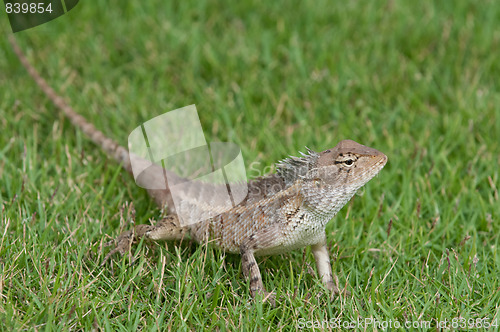 Image of Garden Lizard