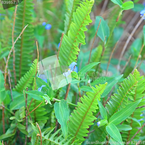 Image of Spring green leafs