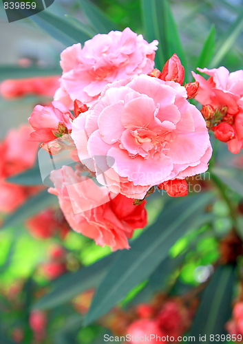 Image of Spring flowers