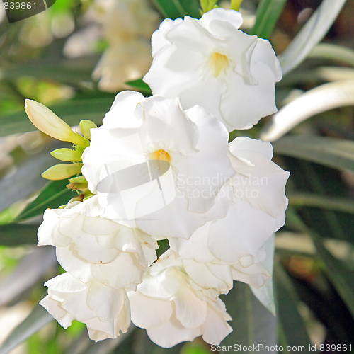 Image of Spring flowers