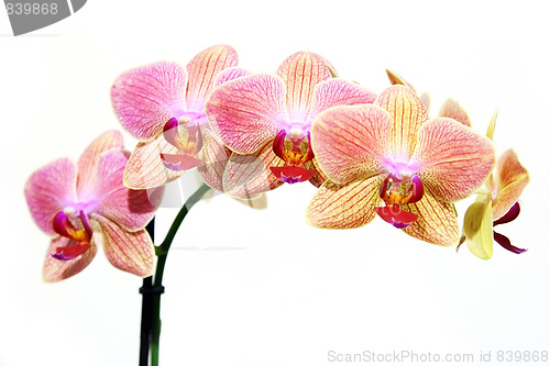 Image of the beauty flowers