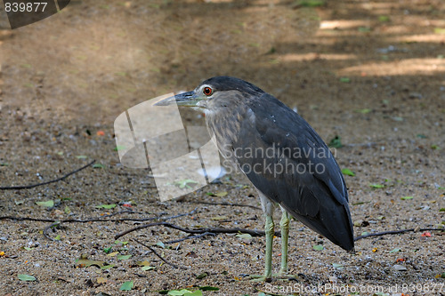 Image of Night Heron