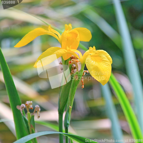 Image of the beauty flowers