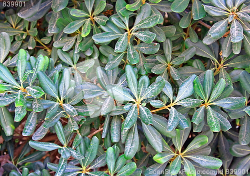 Image of Spring green leafs