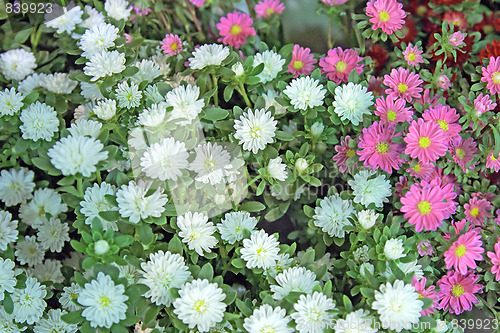 Image of the beauty flowers