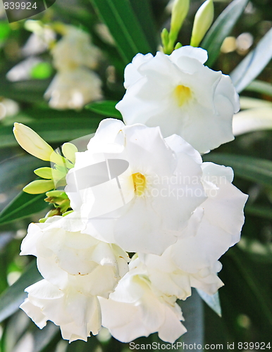 Image of Spring flowers