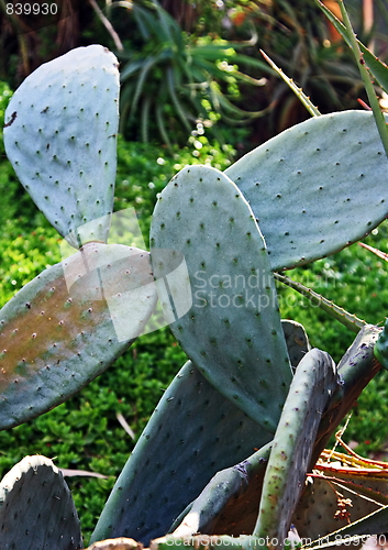 Image of Green cactus