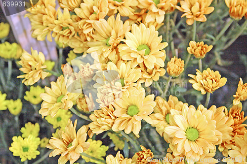 Image of the beauty flowers