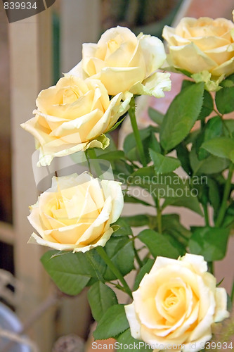 Image of Beautiful yellow roses