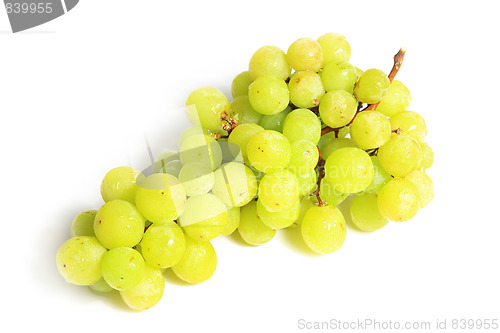 Image of The grape 