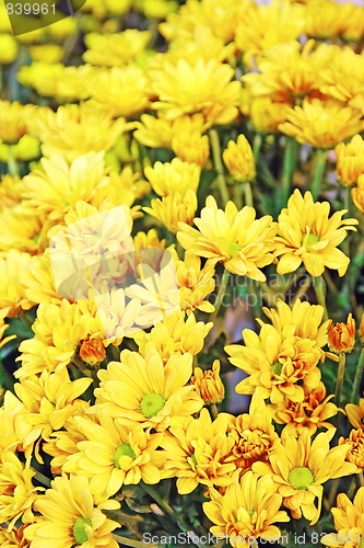 Image of the beauty flowers