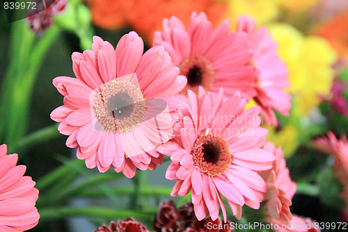 Image of the beauty flowers